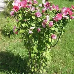 Nyaraló Hibiszkusz Haz *