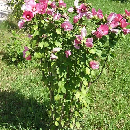 Semesterbostad Hibiszkusz Haz *