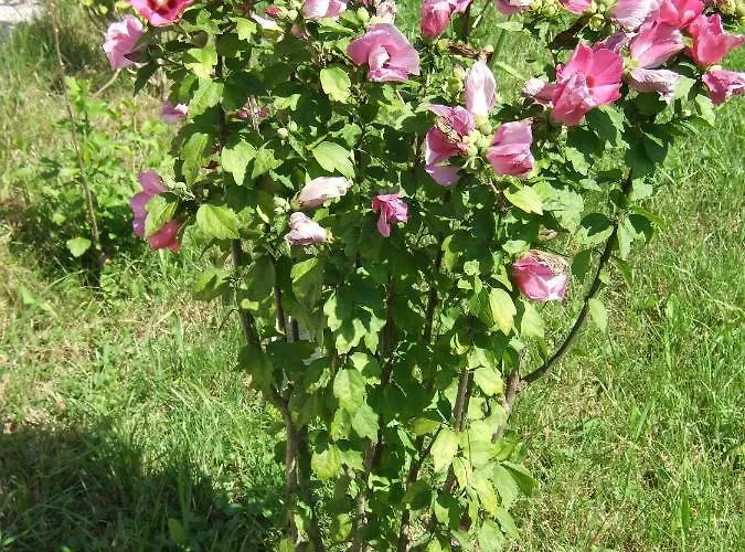 Hébergement de vacances Hibiszkusz Haz *